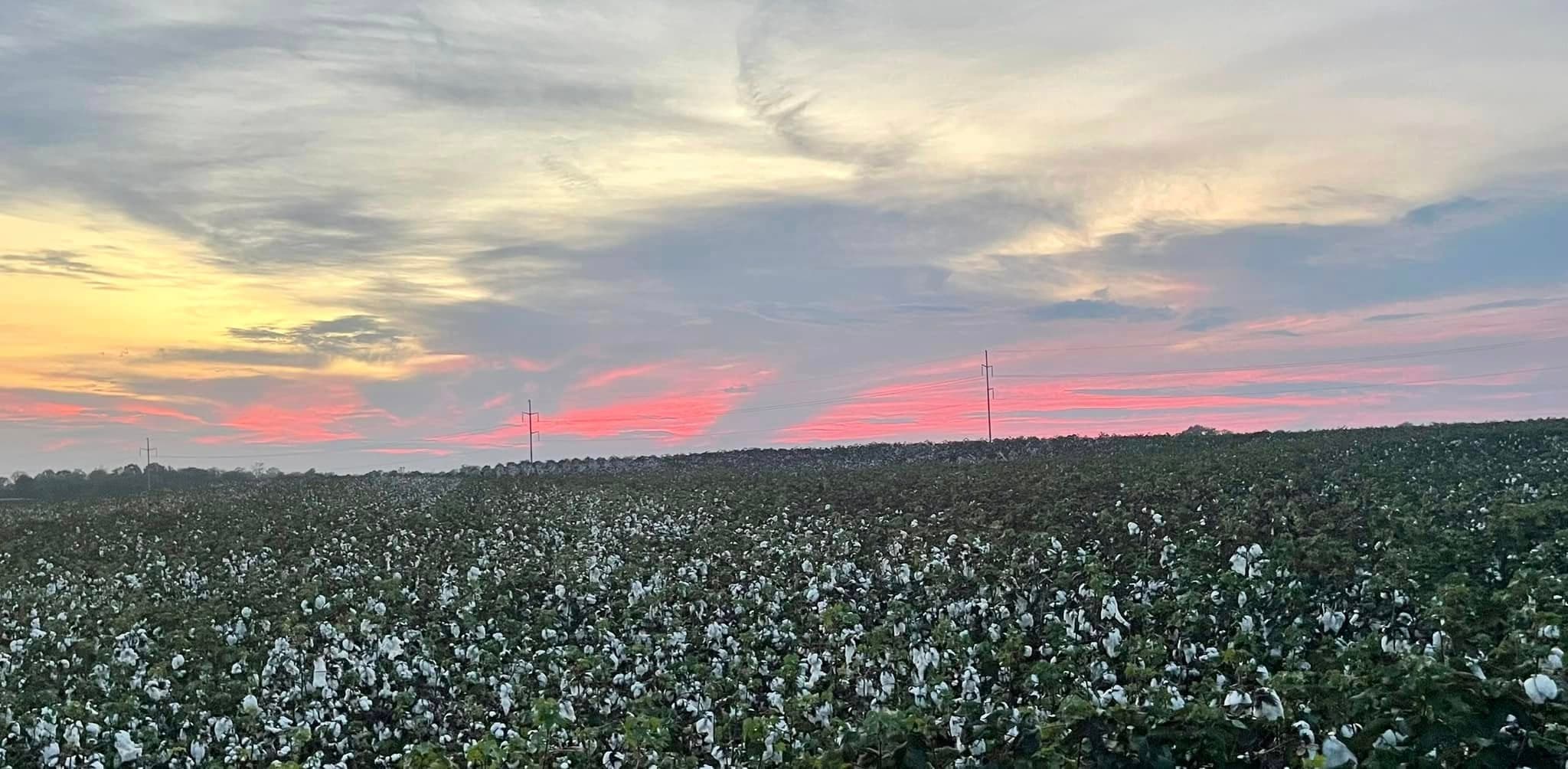 Drone Spraying in Limestone County, AL