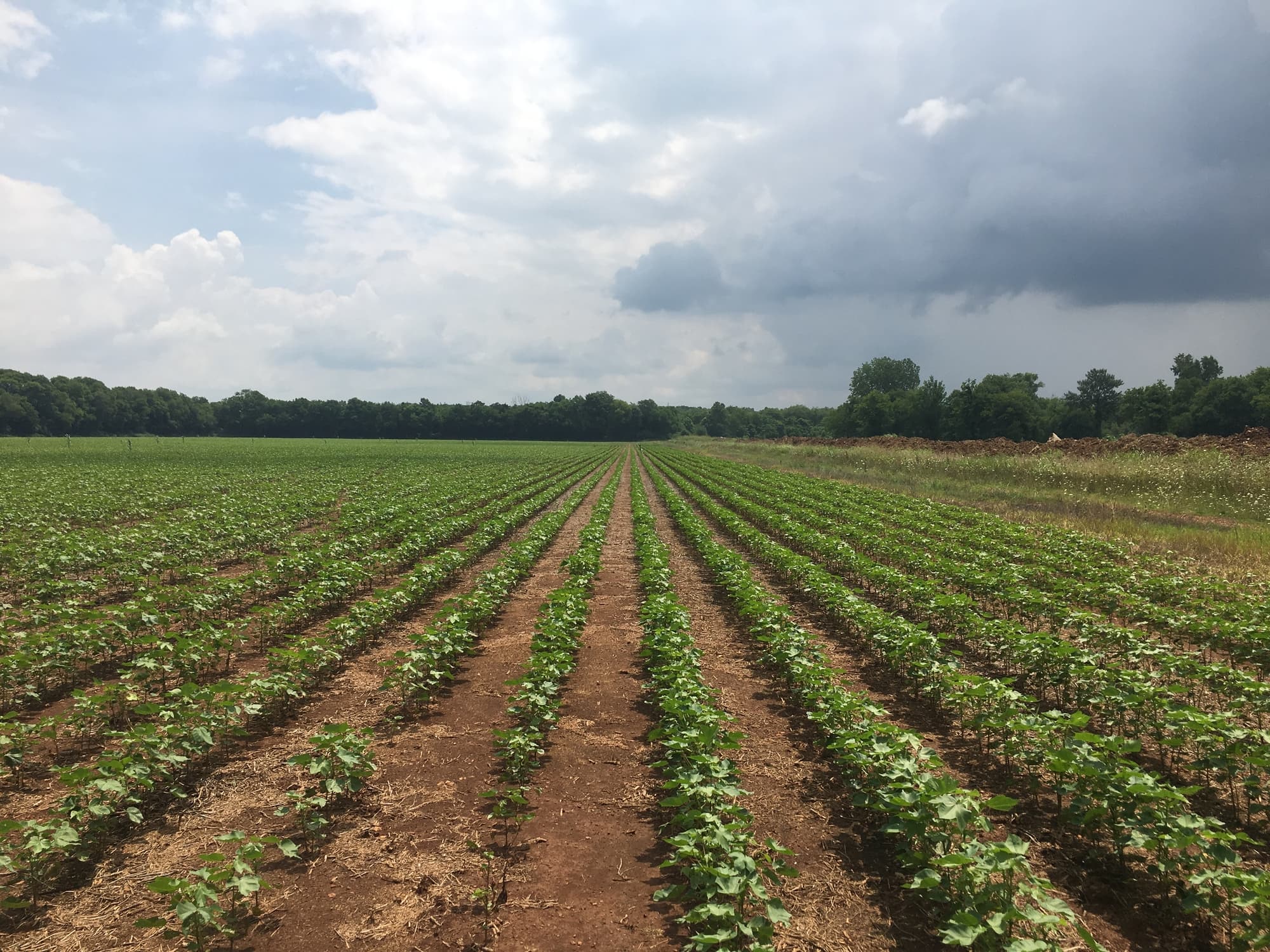 Drone Spraying in Madison County, AL